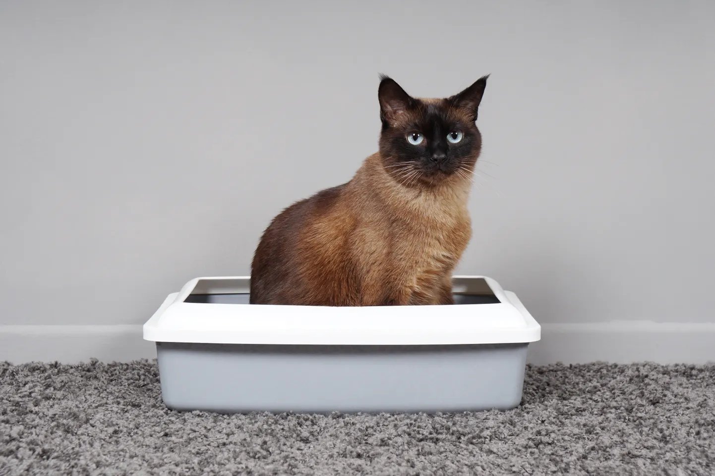 Кошка. Иллюстративное фото
