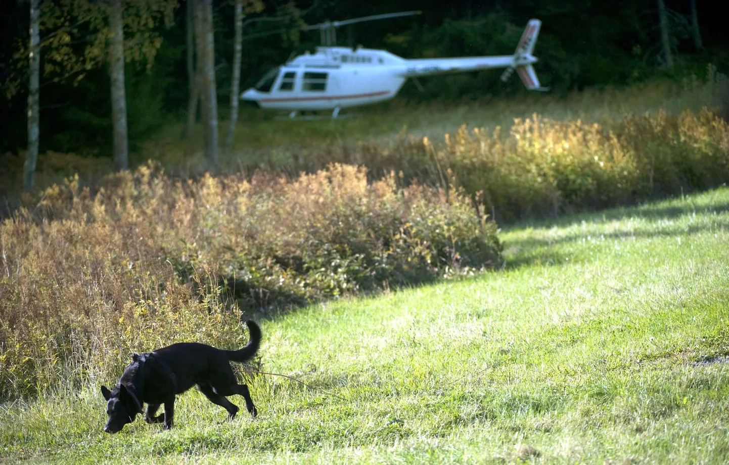Raharöövis kasutatud helikopter, esiplaanil politseikoer.