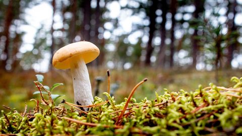 Житель Тарту продолжает марафон по сбору грибов: «За три раза – более 100 килограммов»