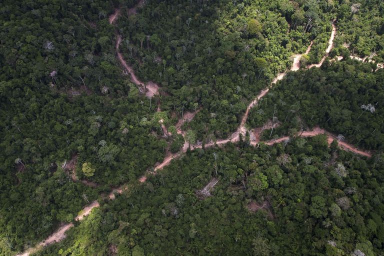 Amazonase džungel