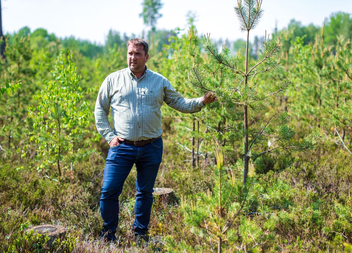 Ettevõtja Andres Oleski sõnul sarnaneb vaidlus metsade raiumise üle kohati lausa ususõjaga.



 