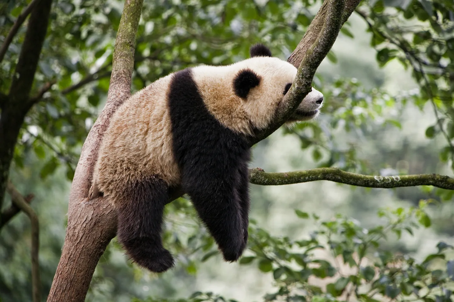 Põõnav panda