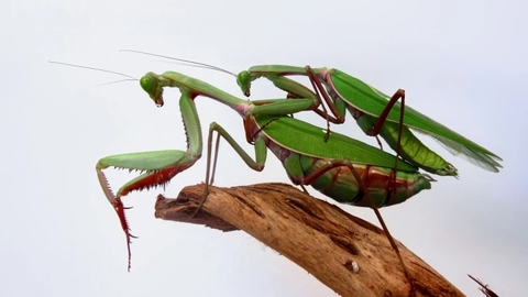 Palvetajamardikad muudavad Euroopa ökosüsteeme