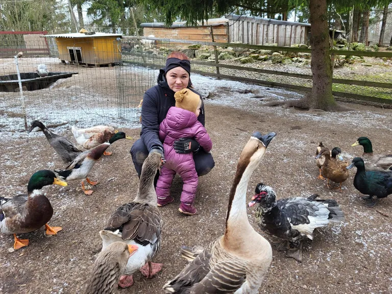 Liina Saksa ümber toimetavad mitut tõugu haned ja pardid.