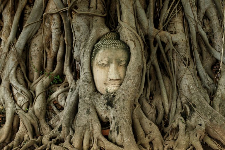 Tai. Buddha pea iidse Ayutthaya linna varemetes on puujuurte vahel pea kaotsi läinud. 
