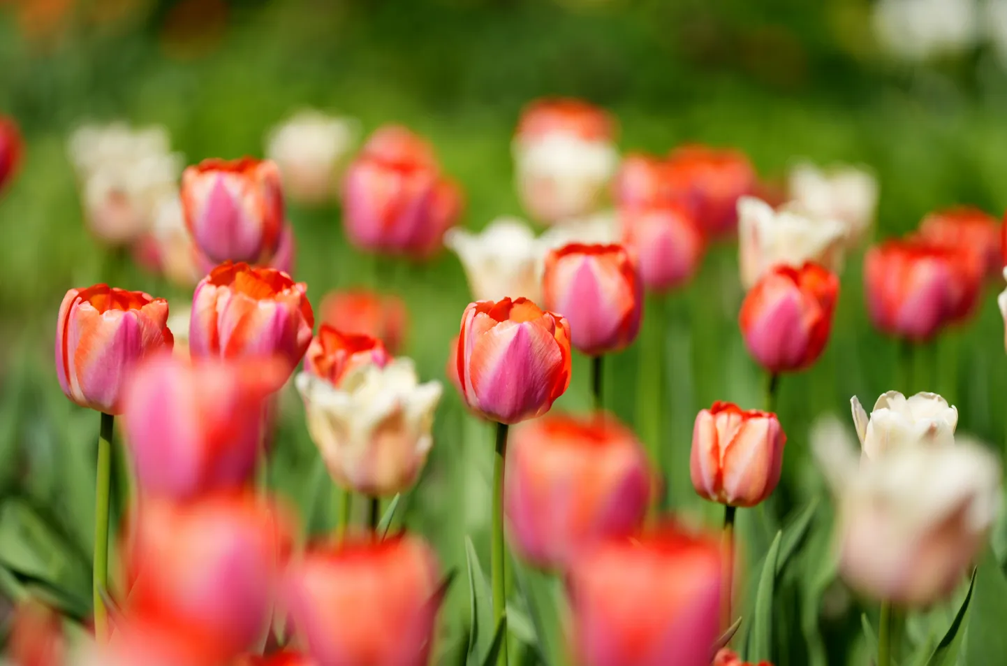 Tulpes Bastejkalnā.