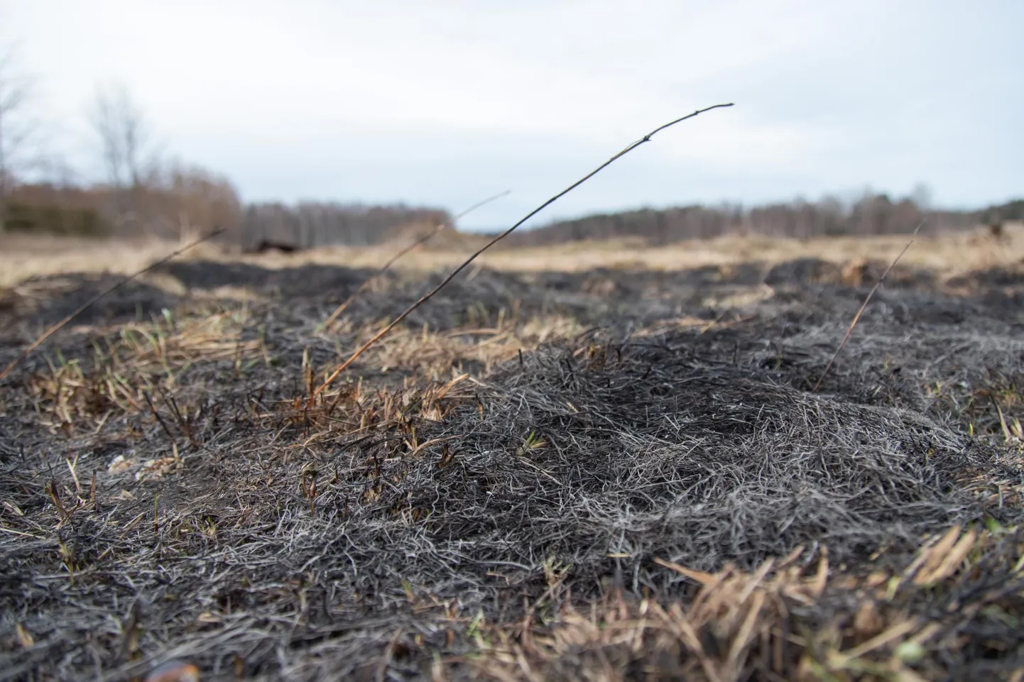 Põlenud kulu. Foto on illustreeriv.