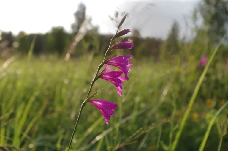 Jumstiņu gladiola (Gladiolus imbricatus).