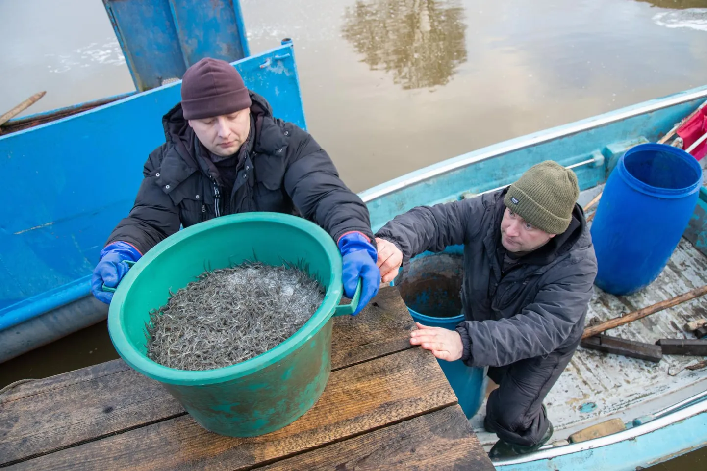 Tänavu veebruaris lasti Võrtsjärve üle 800 000 angerjamaimu. Välja püüdmiseks peavad nad veel aastaid kosuma ning kasvama vähemalt 55 sentimeetri pikkuseks.