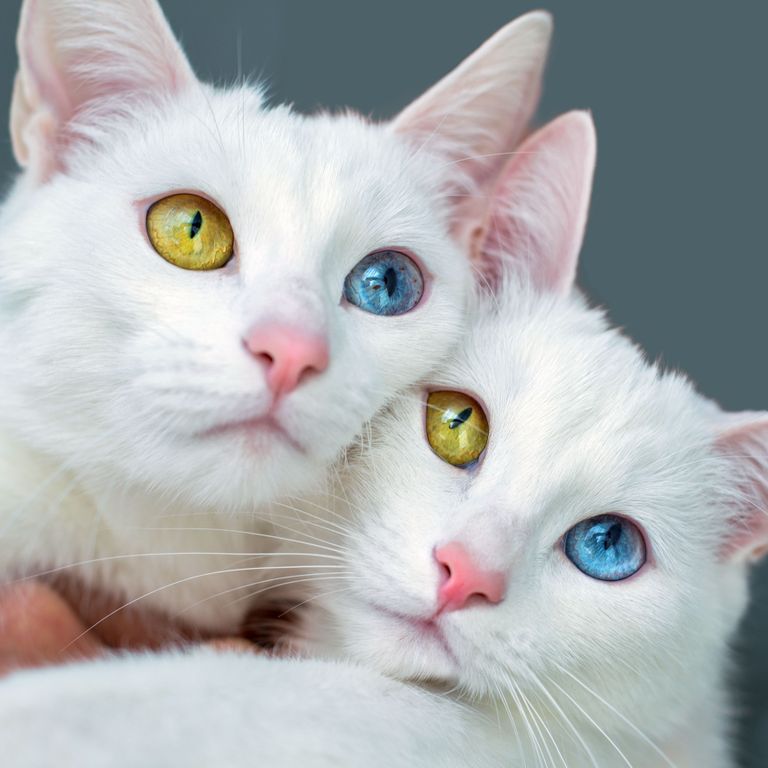 Kassipaari välimuse silmapaistvaimaks osaks on nende eri värvi silmad.