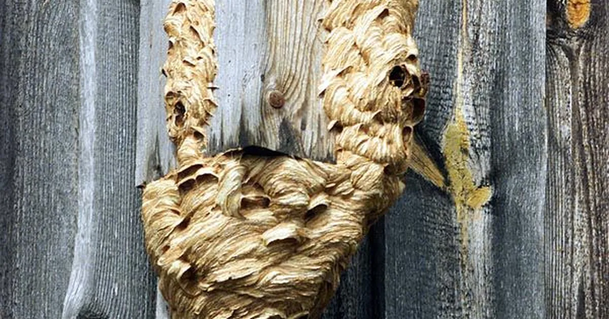 Vastu sügist pole tark vapsikupesa torkida
