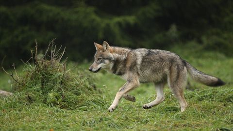 С начала сезона охотники застрелили в Эстонии 36 волков