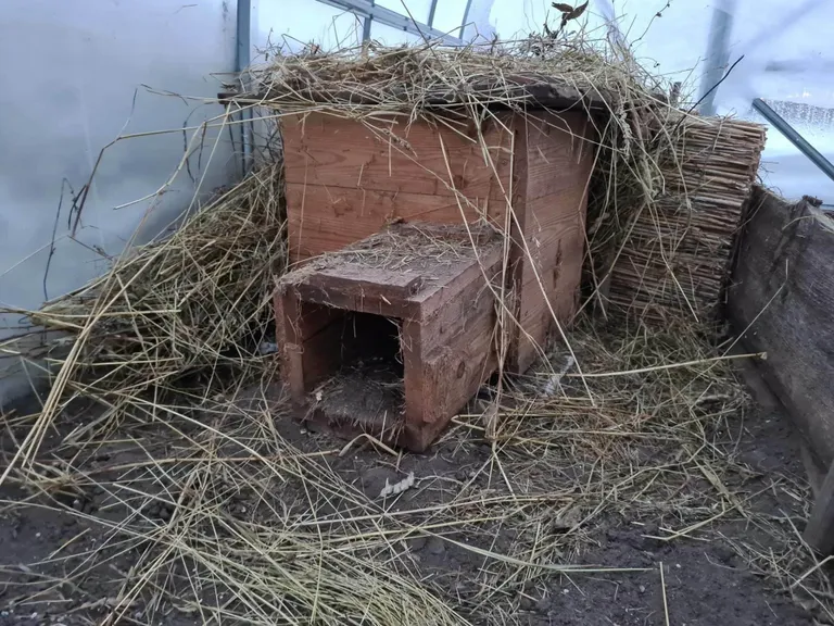 Siilidele on kasvuhoones ehitatud pesa, kus nad saavad rahulikult talveund magada.