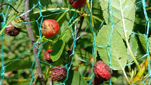 Cracked Cherries Frustrate Gardeners: Can They Still Be Used for Preserves?