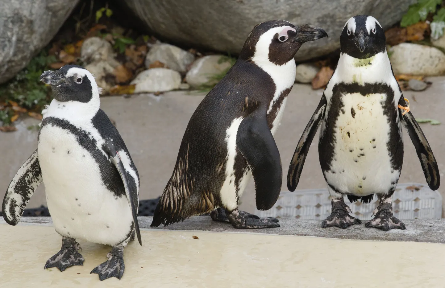 Aafrika pingviinid.