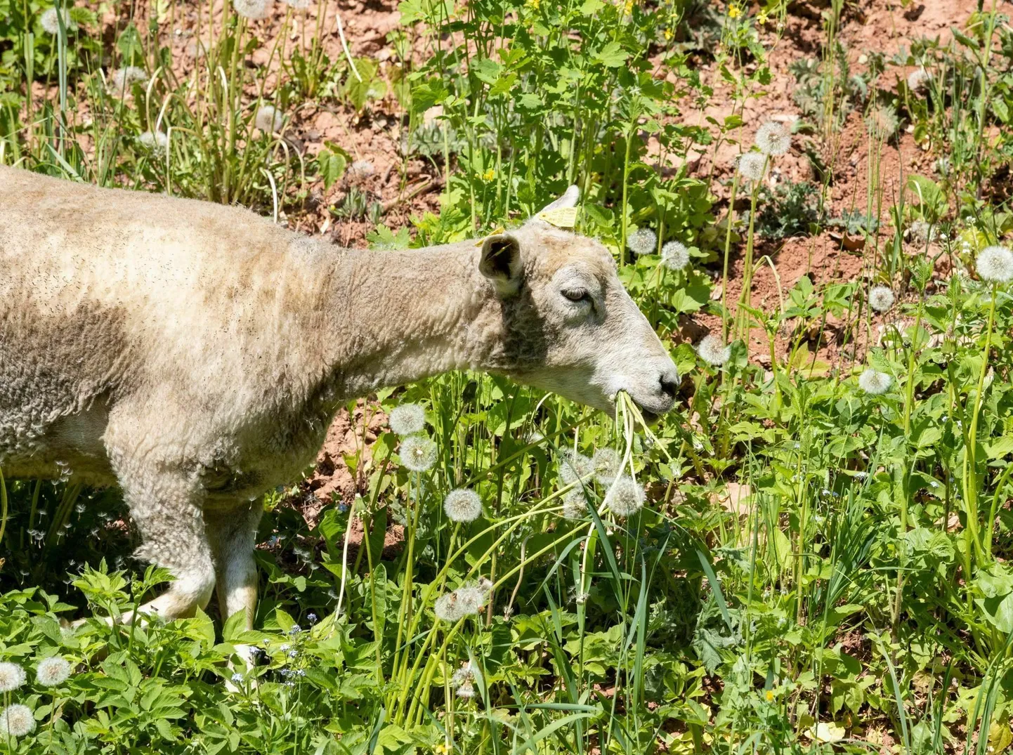 Varasemast tunduvalt soodsam pakkumine lammaste omanikult lubas Viljandi linnavalitsusel senise otsuse üle vaadata ja anda lammastele voli ka sel aastal lossimägede nõlvu hooldama asuda.
