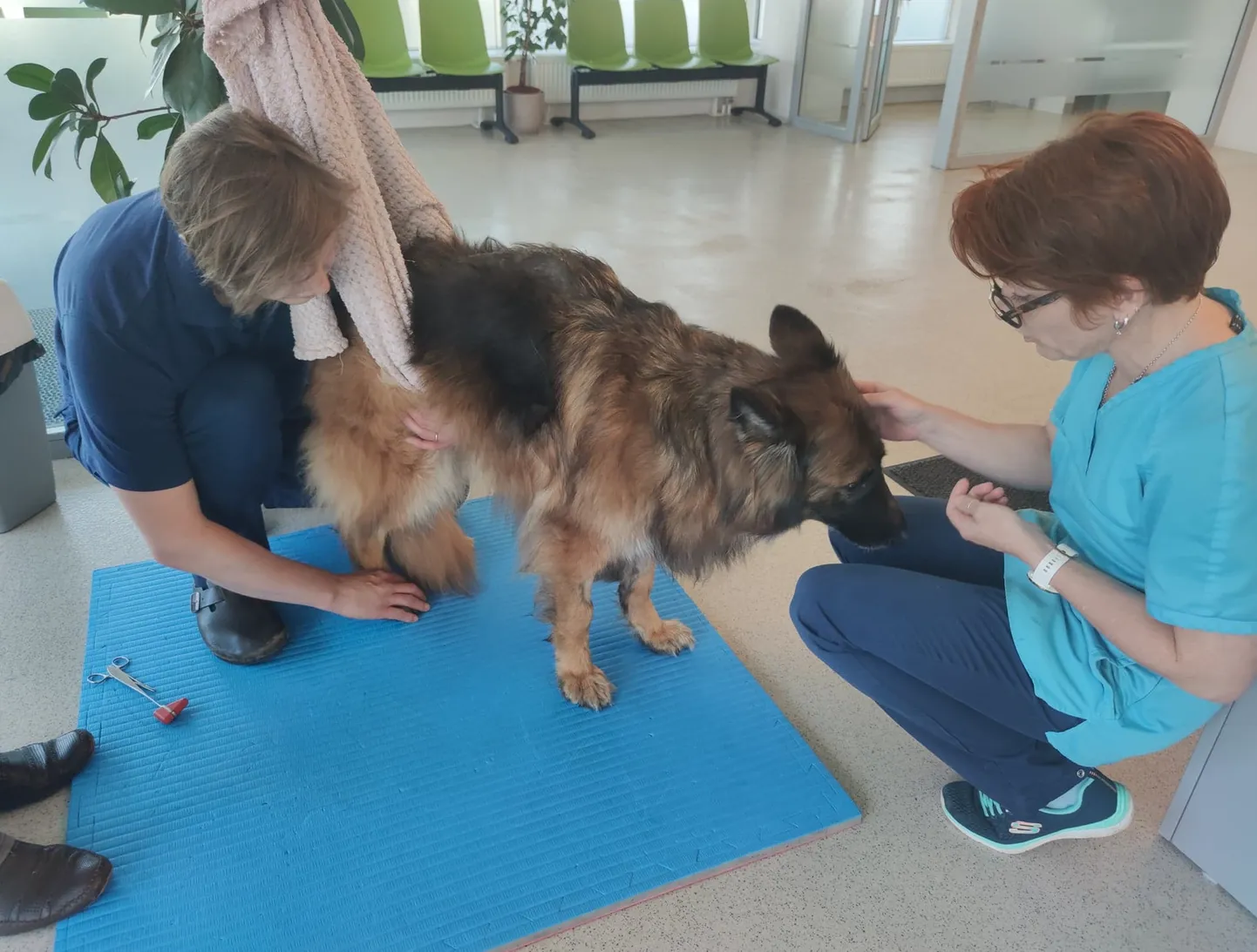 Laagna tee avariis viga saanud koera Arina paranemisteekond on pikk.