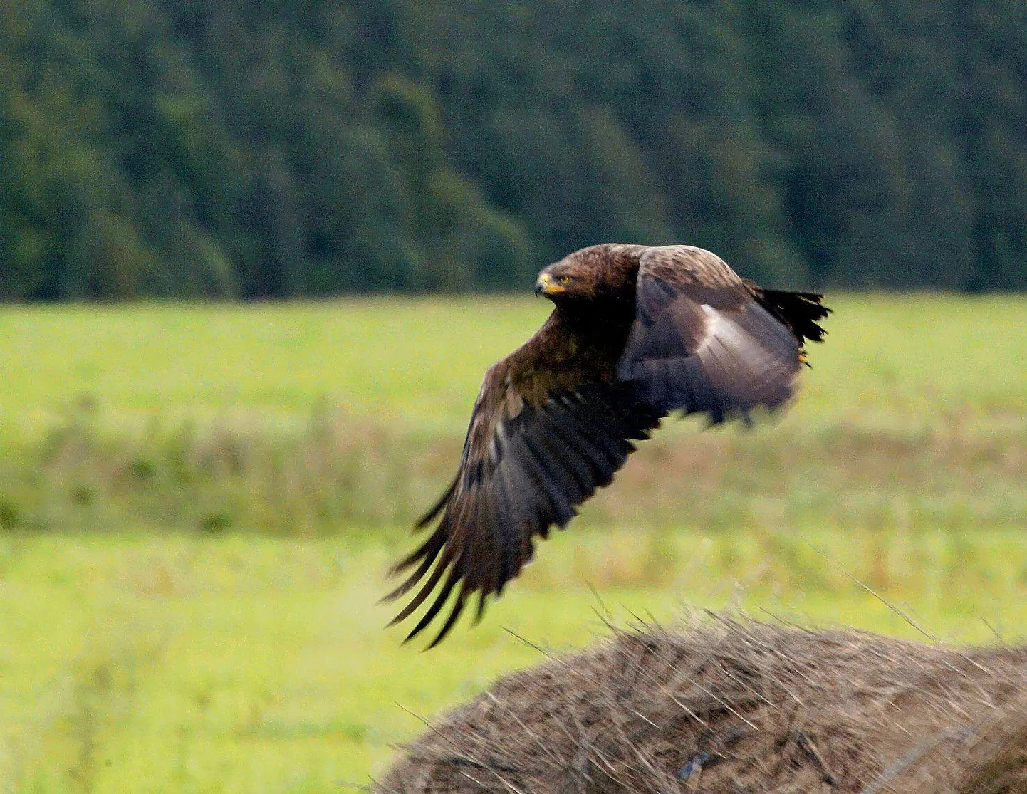 Pärnumaal võeti kaitse alla väike-konnakotka uued püsielupaigad.