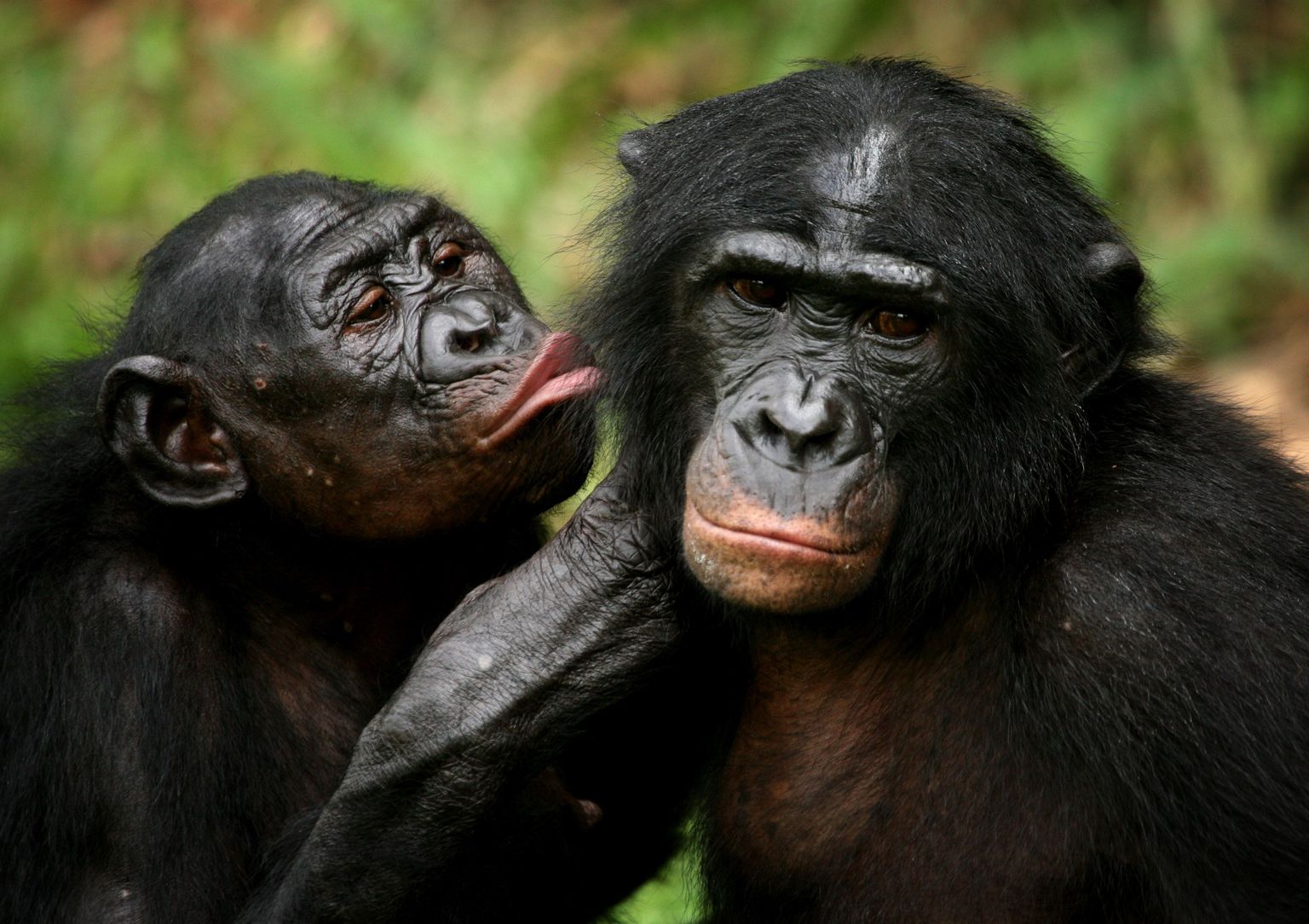 Bonobod on inimesega anatoomiliselt kõige sarnasemad loomad.