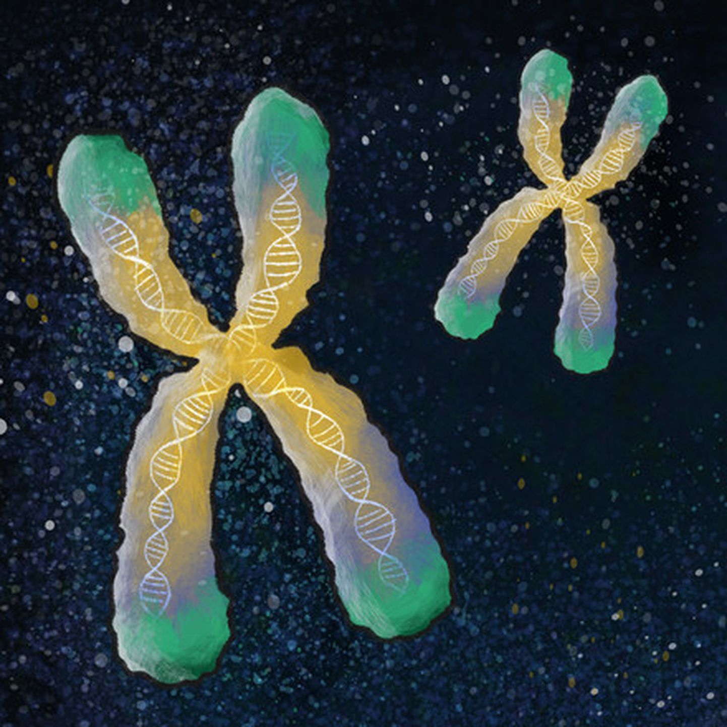 Telomeerid paiknevad kromosoomide otstes (märgitud rohelisega).