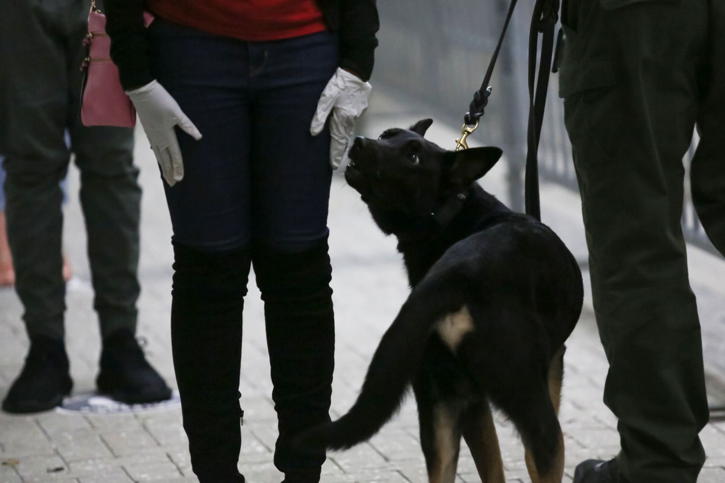 Koroonat tuvastama õppinud koer inimesi nuusutamas Ameerika lennujaamas.