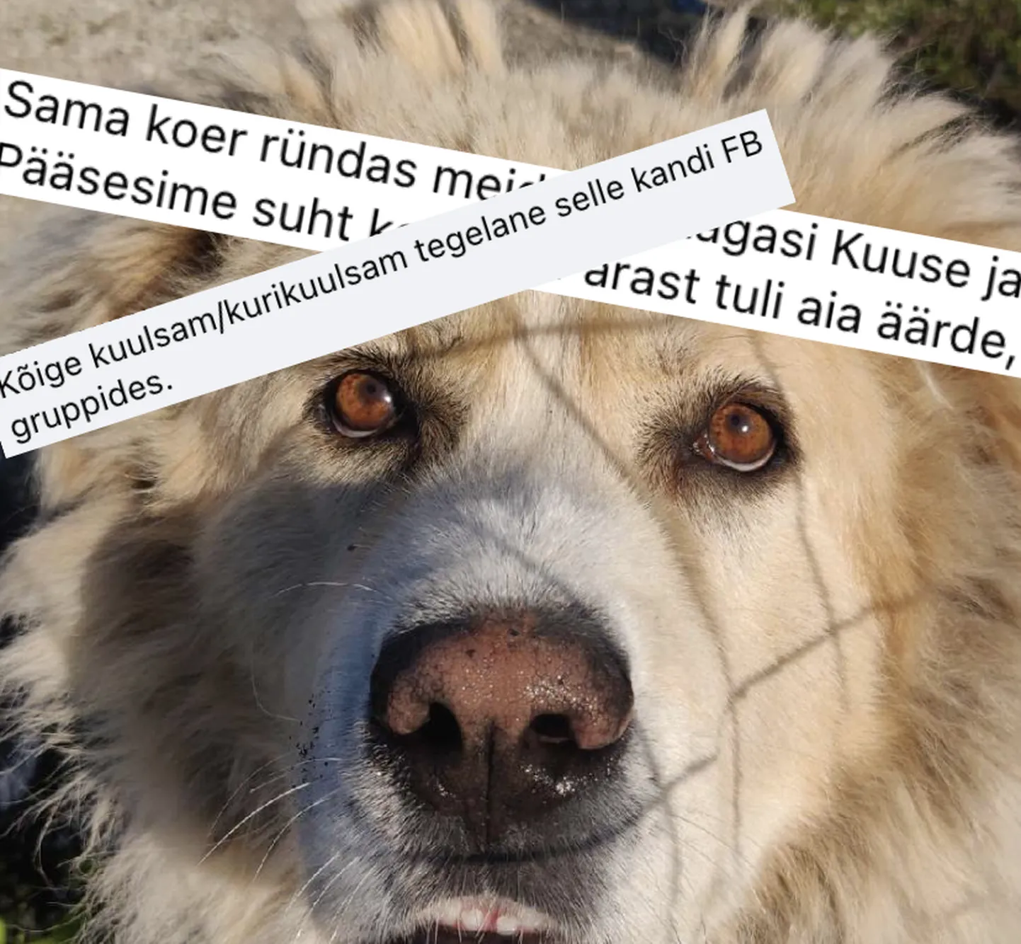 Laagris hulkuv koer.