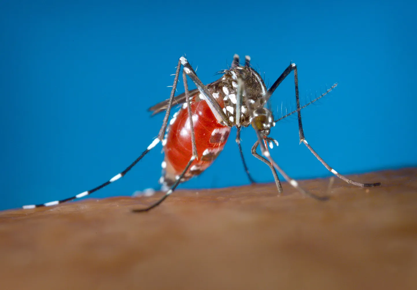 Zika levib sääskedega.