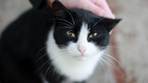 2 korda kodust välja visatud kassi ähvardas eutaneerimine, aga viimasel hetkel...