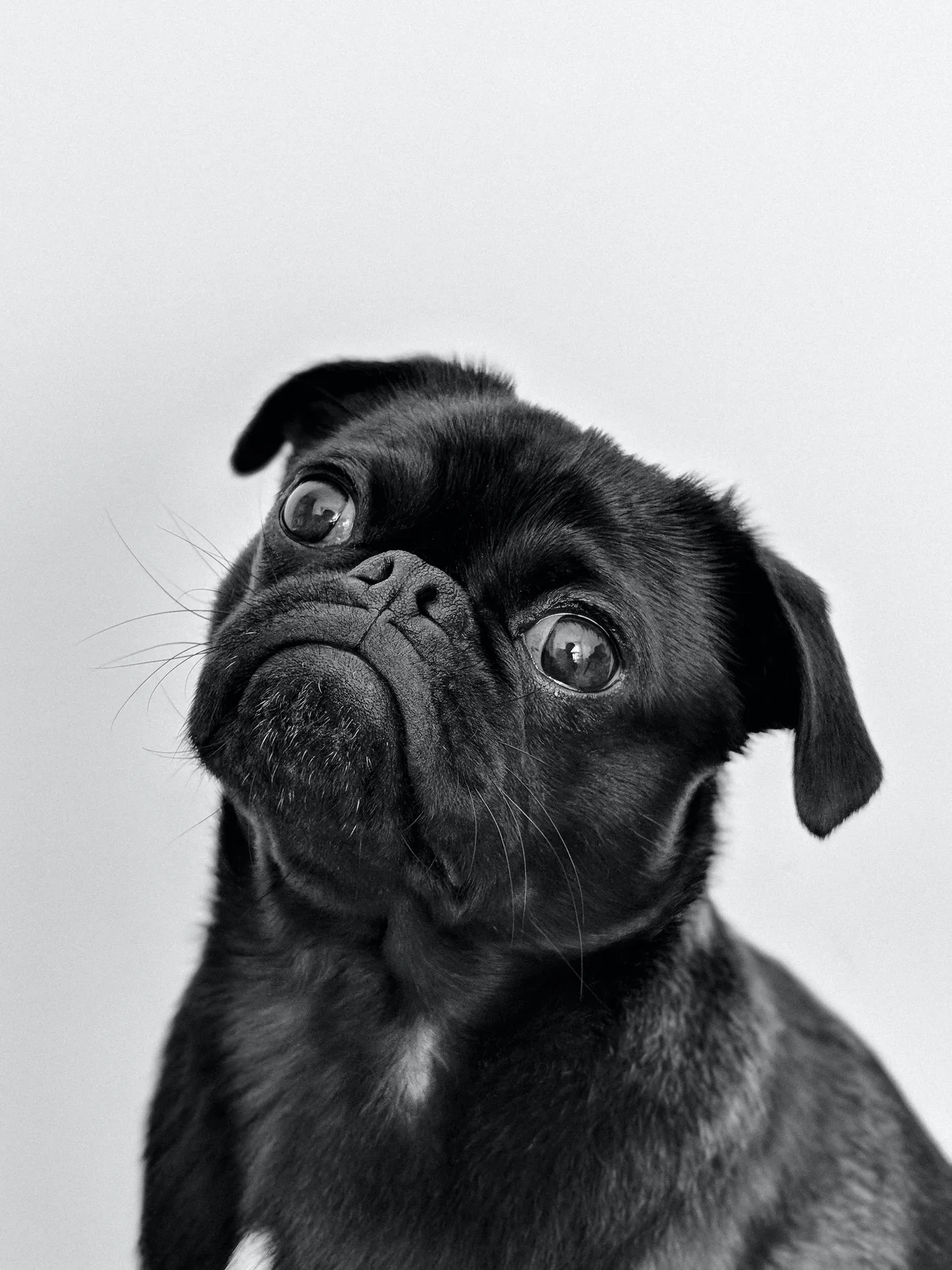 Mops