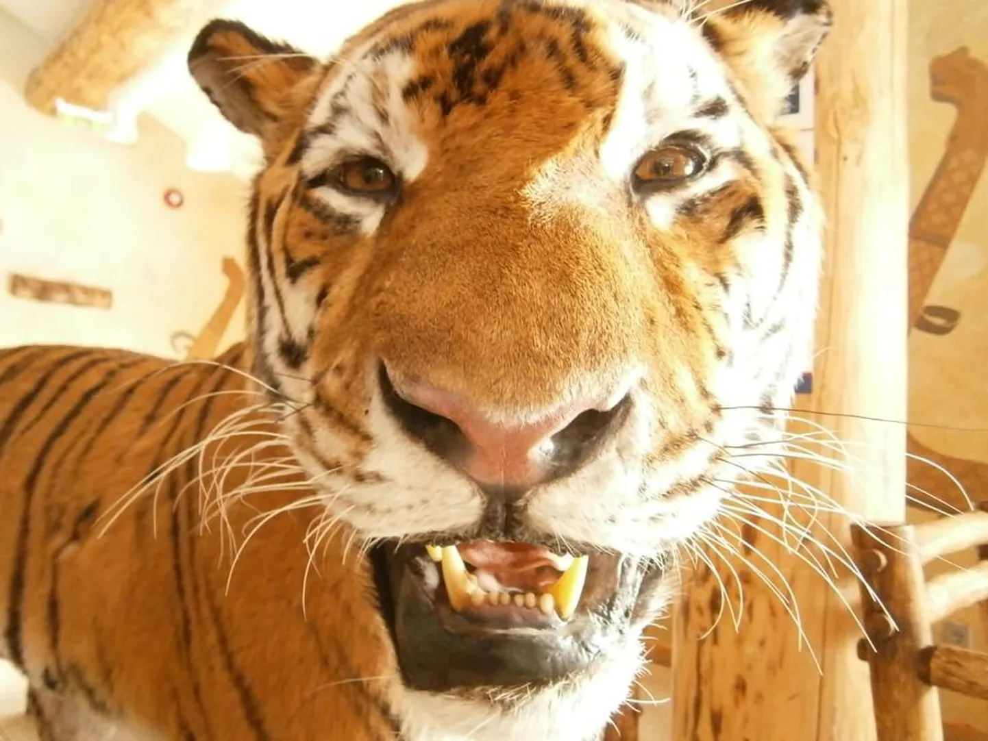 Artikli foto