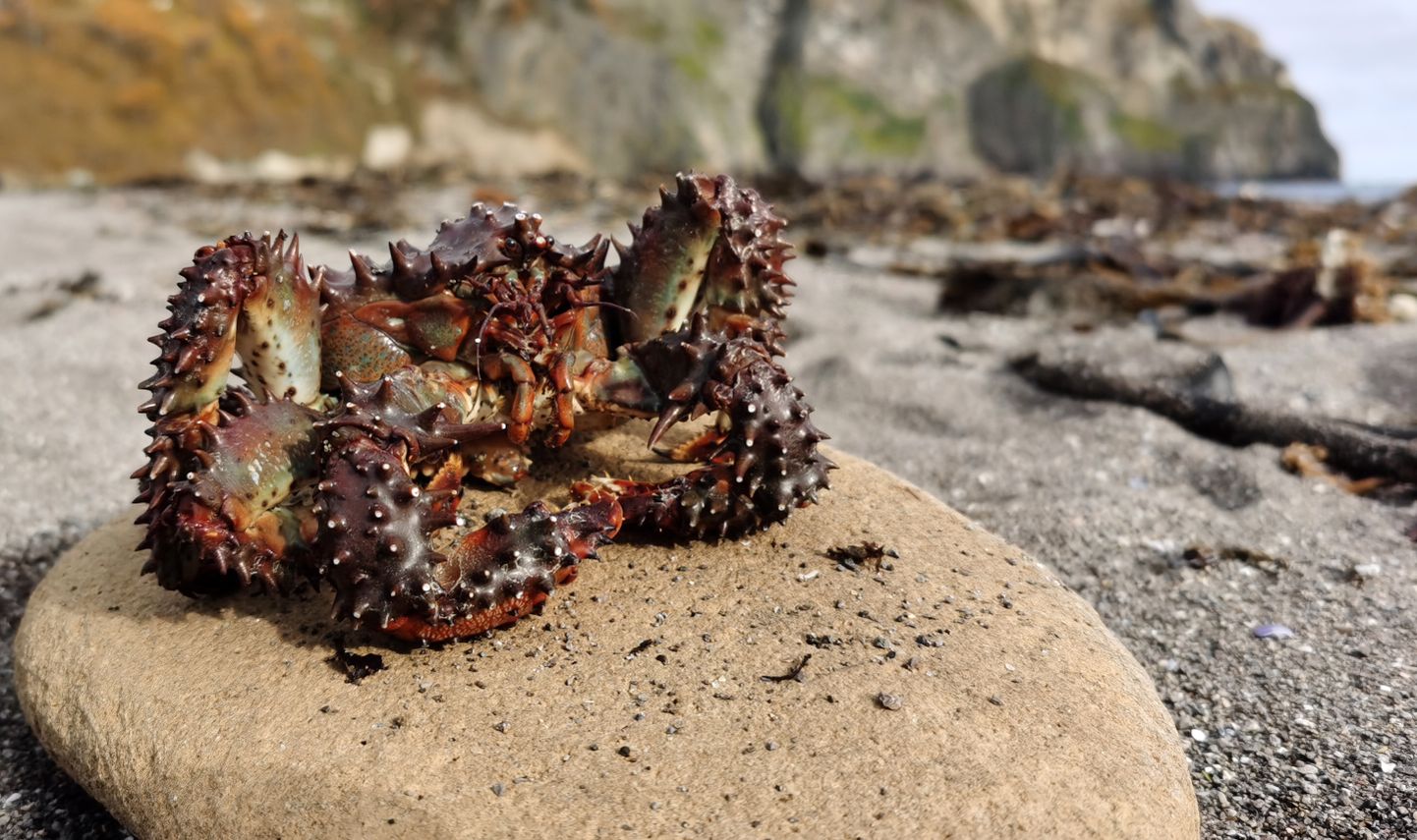Surnud krabi Kamtšatka rannikul.