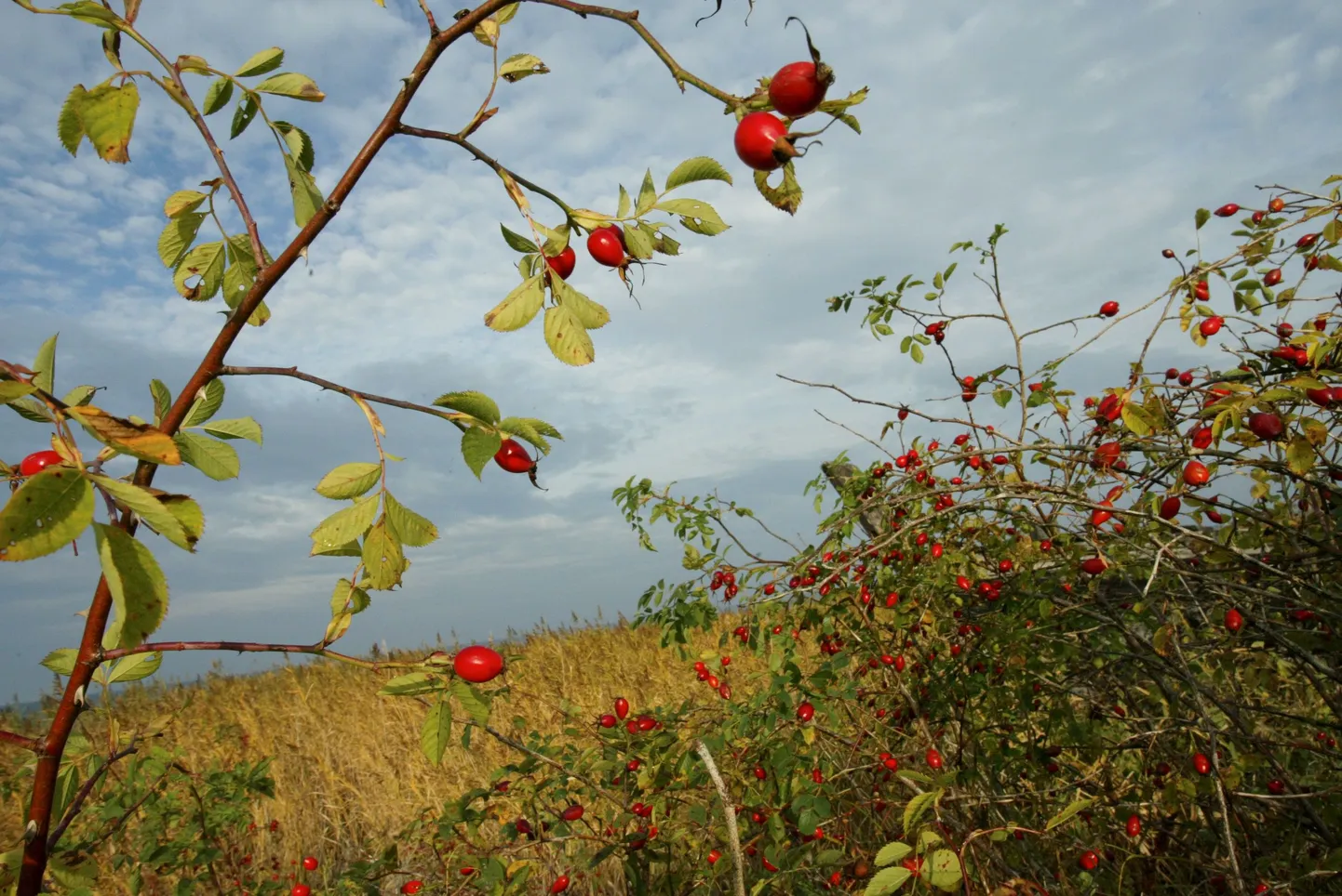 Kibuvitsapõõsas.