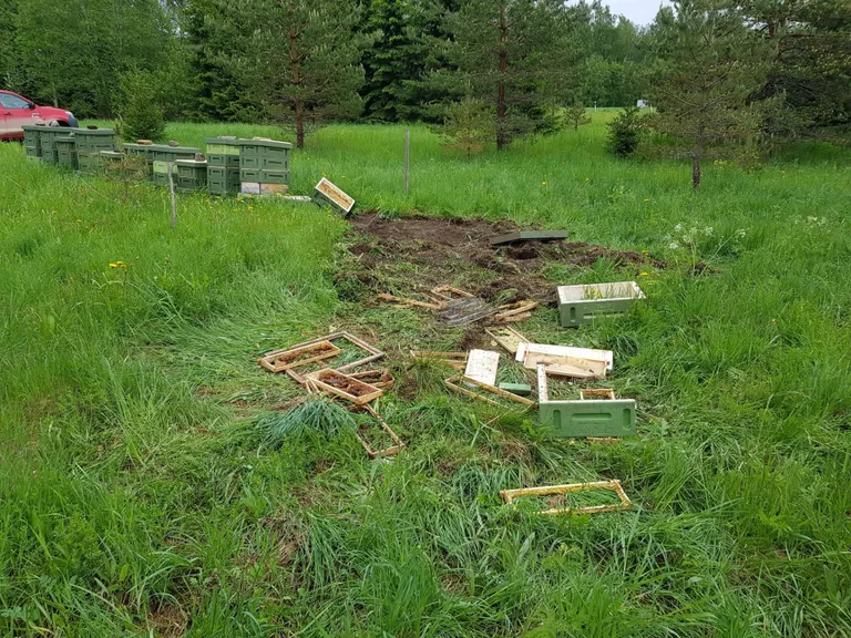 Keskkonnaametile edastatud kahjude kohaselt on karud tänavu hävitanud 211 taru üle Eesti.