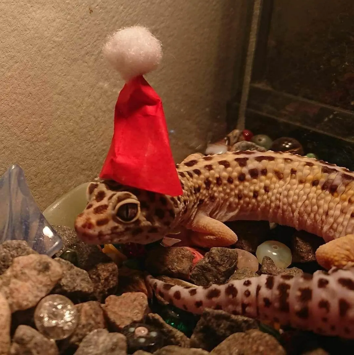 Ka päkapikkude seas peitub reptiile.