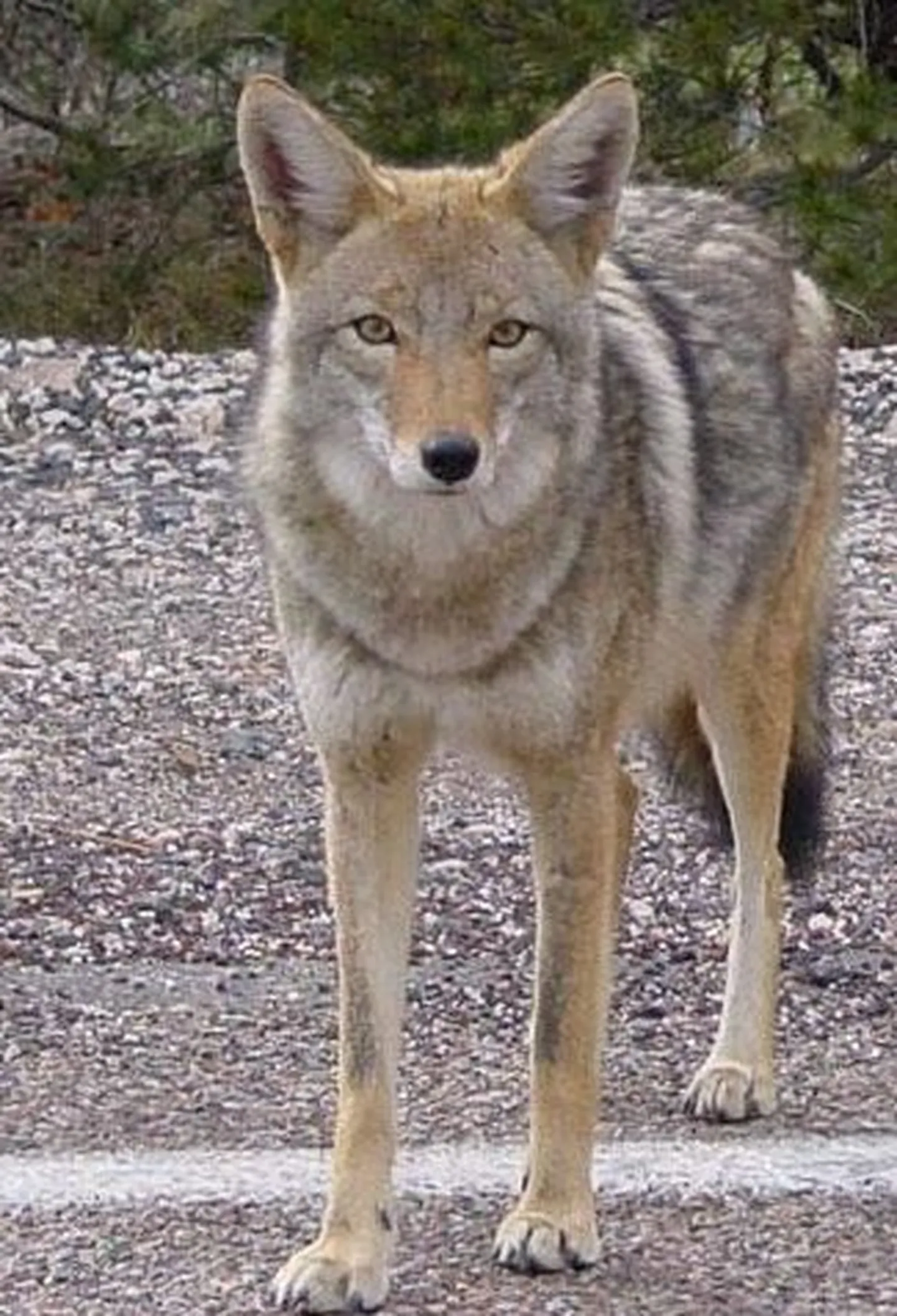 Preeriahunt ehk koiott