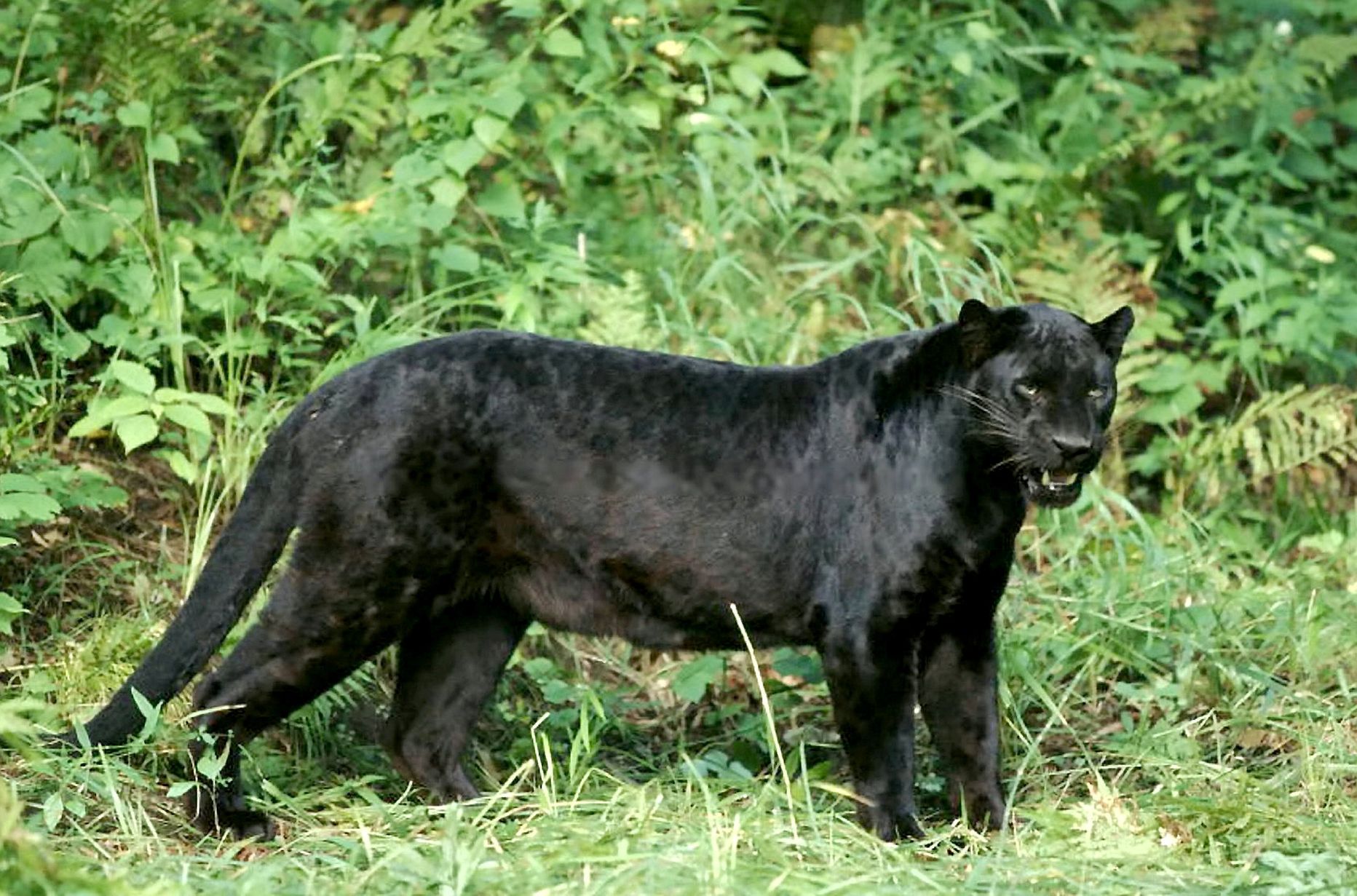 Pildil on must leopard, rahvakeeles must panter. Inglanna Sara Coxi arvates nägi ta seda looma Suurbritannias looduses