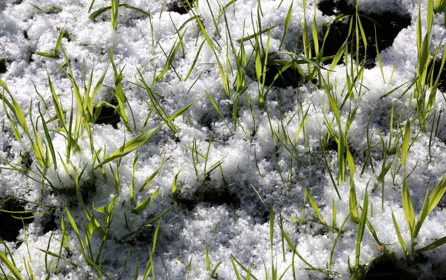 Майский снег в парке Кронвальда