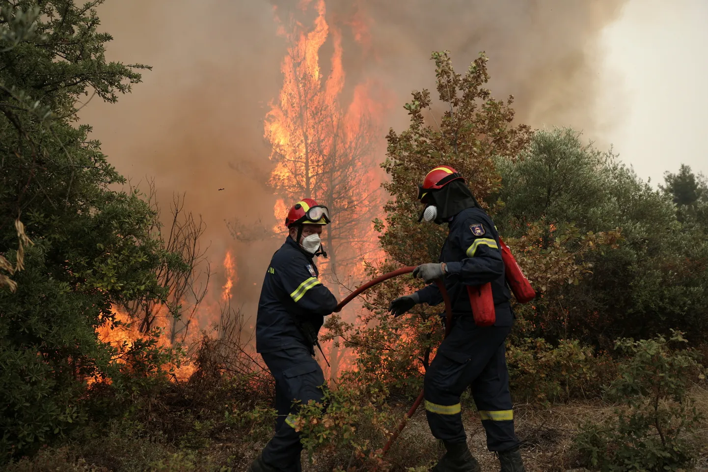 Metsapõleng Kreeka Evia saarel.