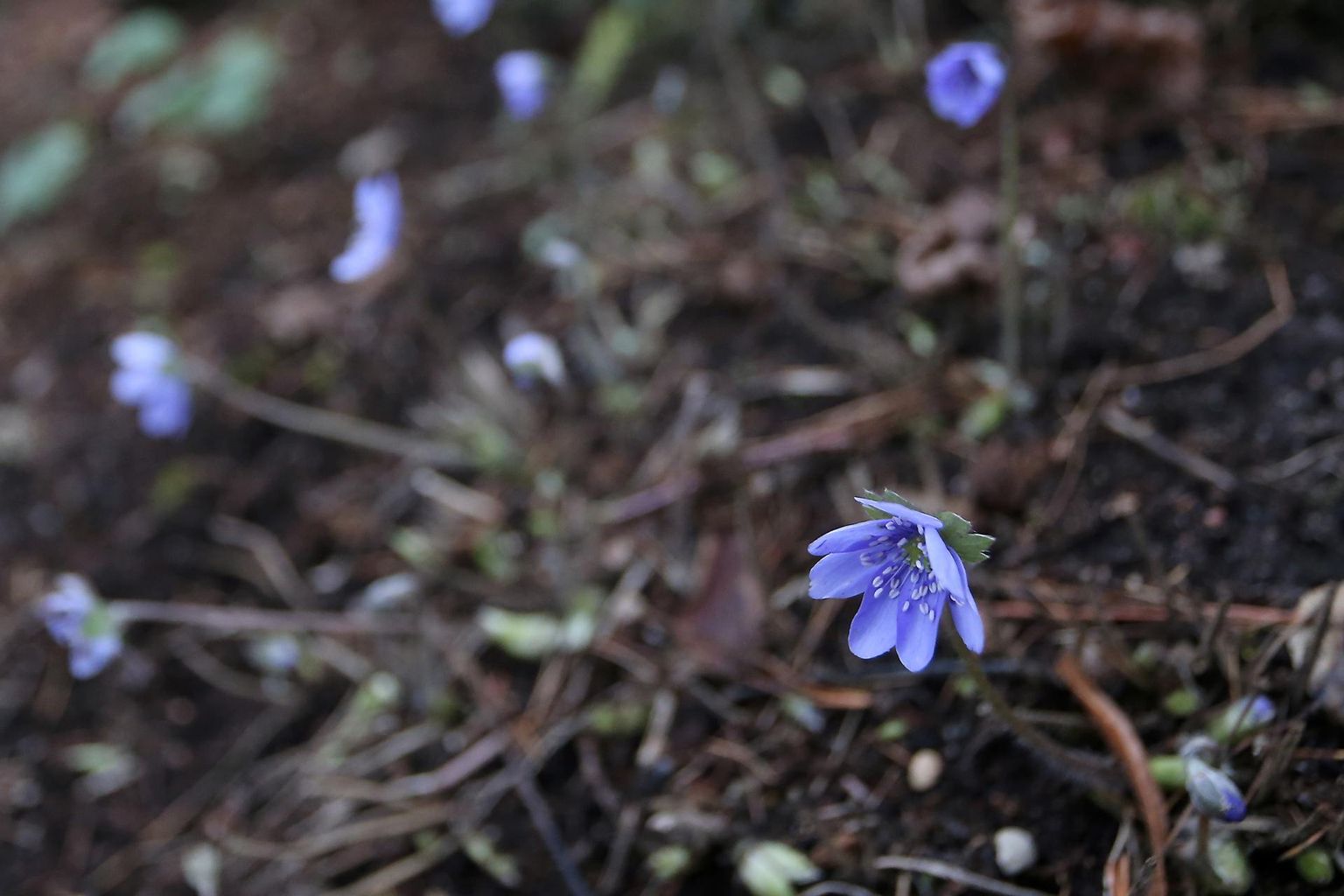 В Тартуском ботаническом саду цветут весенние цветы.
