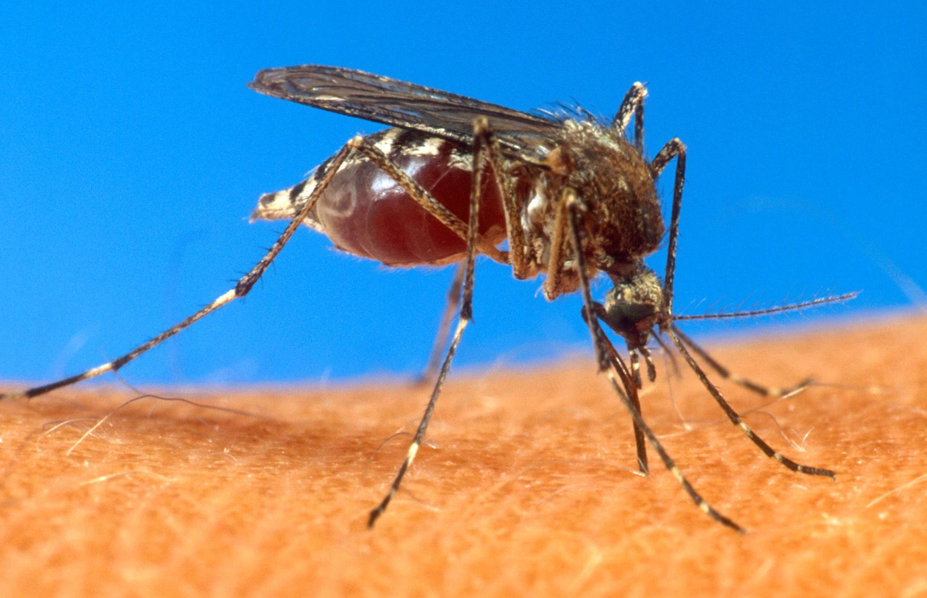 Sääsed Aedes albopictus levitavad chikungunya viirust.