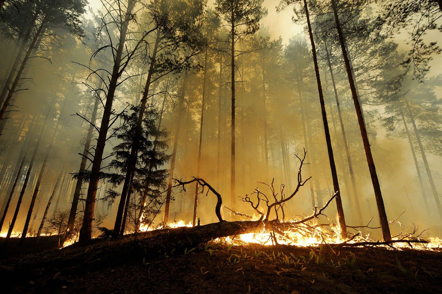 В результате лесных пожаров этого лета без крова в России остались множество семей.