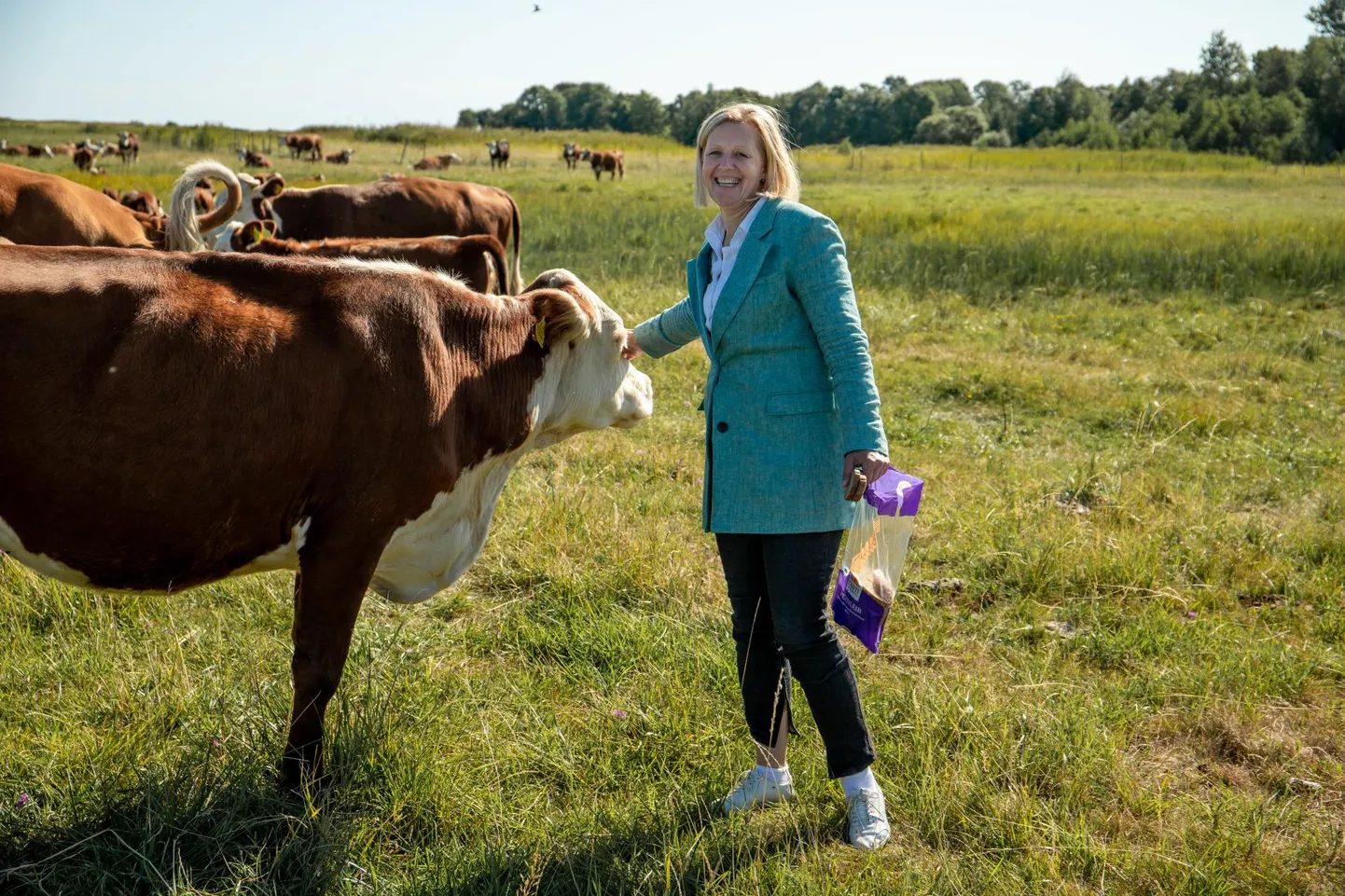 Kihnlastele kuuluva ettevõtte Kihnu Põllumajanduse OÜ asutas Annely Akkermann 2006. aastal. Foto eelmise aasta suvest.