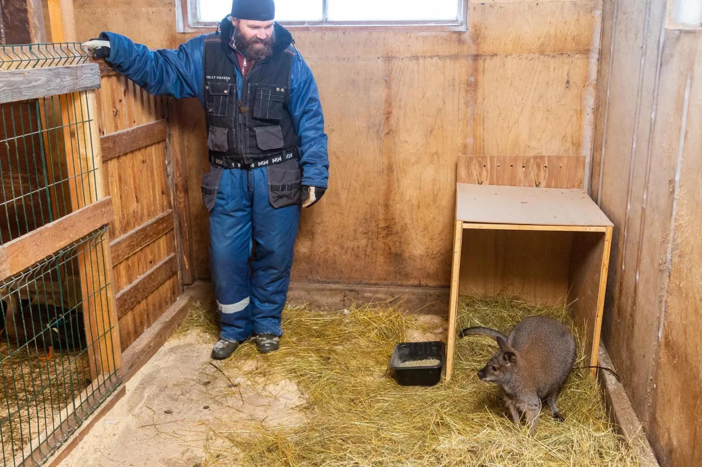 Hobusaare talu peremehe Valmar Kängsepa sõnul on känguru nende juures juba ära harjunud ja elu käib tema ümber.