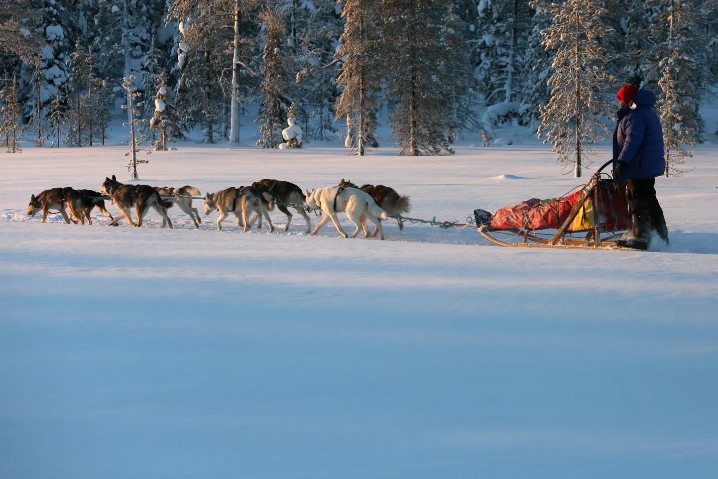 Lapimaa haskidele on praegune talv olnud väga töövaene.