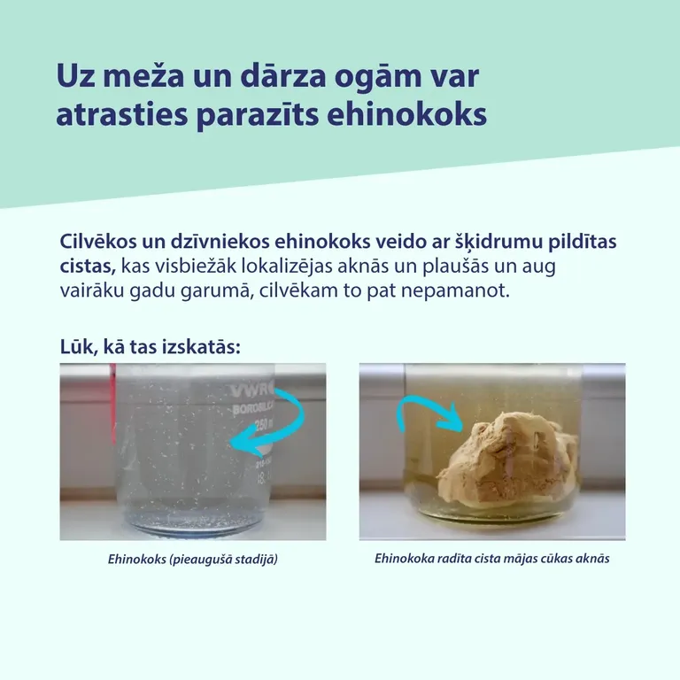 Raksta foto