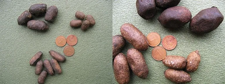 Staltbriežu buļļa spiras (augšā pa kreisi) ir ideāli cilindriskas ar koniski nosmailinātu galu. Otrs gals ar konisku bedrīti. Govij tās ir tievākas un izstieptākas. Briežu teļam – ievērojami mazākas nekā pieaugušajiem dzīvniekiem. Staltbrieža spiras ir tumšākas (pat melnas) par aļņa spirām