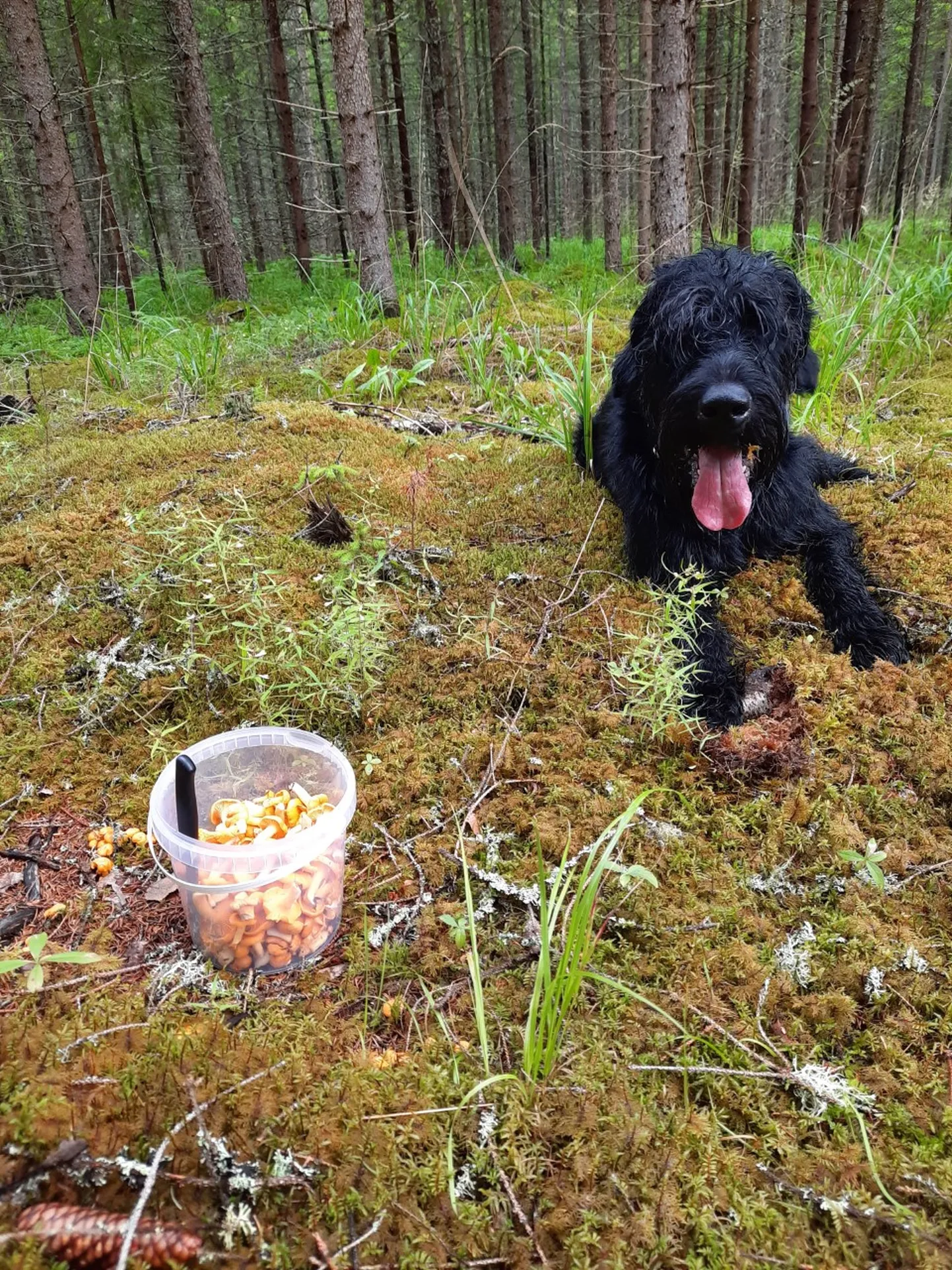 Seenevalvur Kusti
