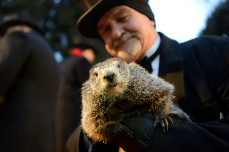 Metsümiseja Punxsutawney Phil