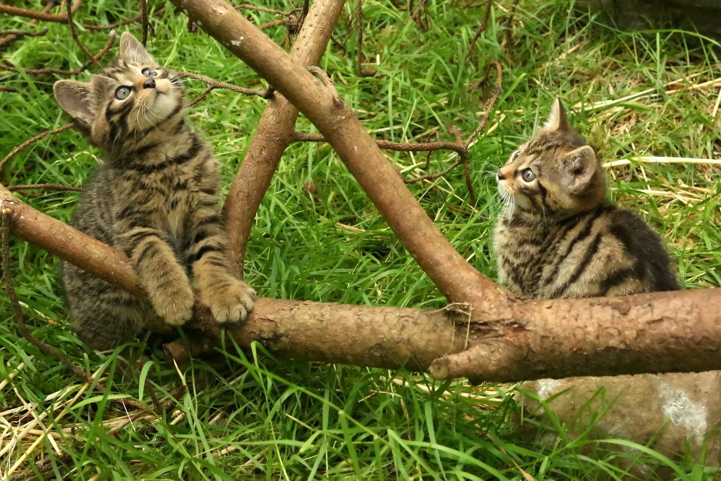 Kaks šoti metskassi, kes sündisid selle aasta juulis Aigase metsloomakeskuses