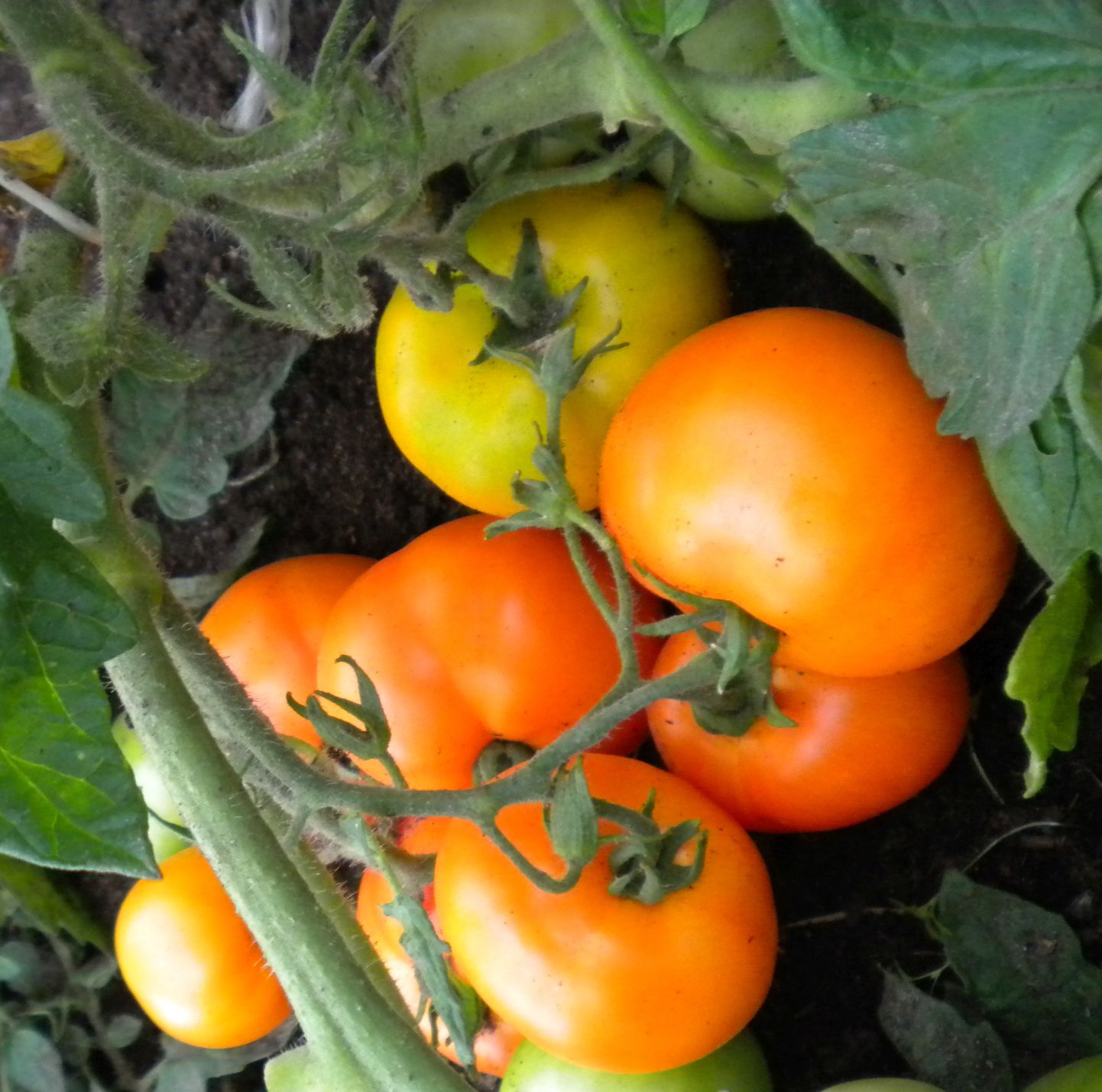 ‘Siive’ tomatisort.